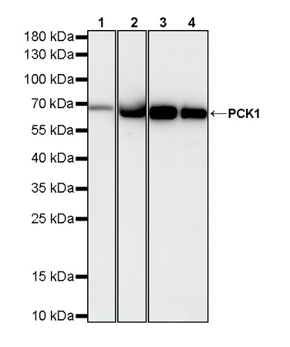 PCK1 Rabbit Polyclonal Antibody