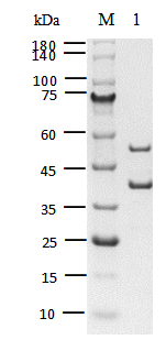 HDAC3/NCOR2 Protein, Human