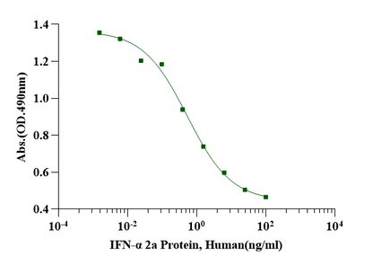 IFN-α 2a Protein, Human