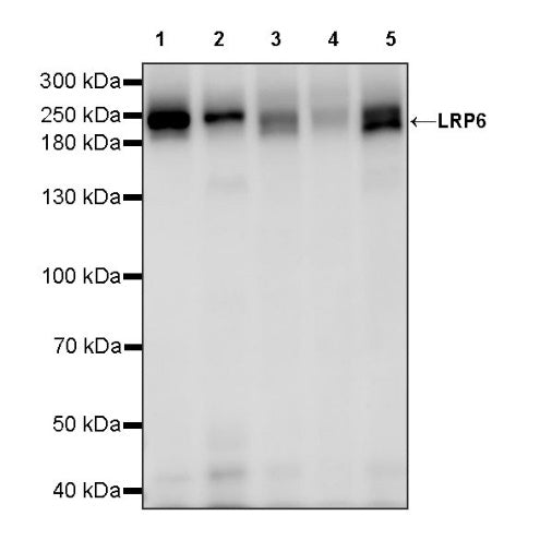 LRP6 Recombinant Rabbit mAb (S-1444-274)