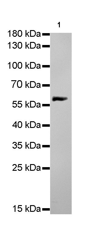 HSP60 Recombinant Rabbit mAb(SDT-R012)