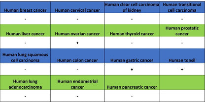 TOX Recombinant Rabbit mAb (S-2296-44)