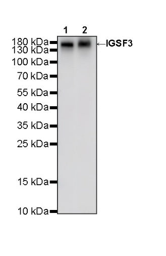 IGSF3 Recombinant Rabbit mAb (S-3009-207)
