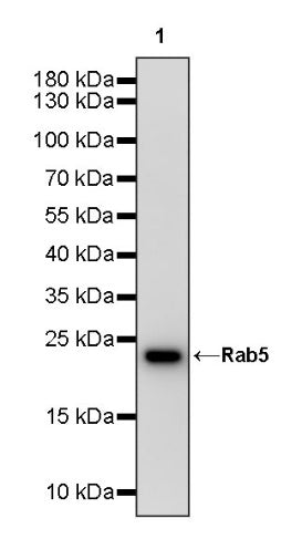 Rab5 Recombinant Rabbit mAb (S-1677-74)