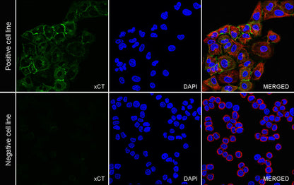 xCT Recombinant Rabbit mAb (S-5531)