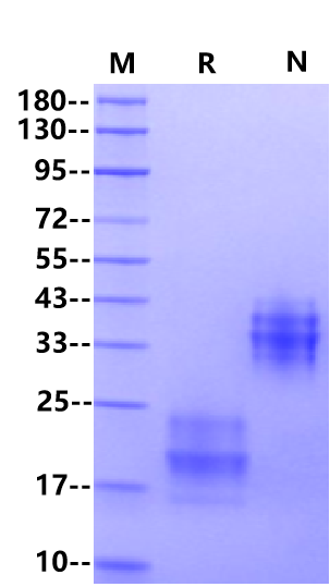 IL-17F Protein, Mouse