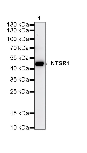 NTSR1 Recombinant Rabbit mAb (S-4844-38)