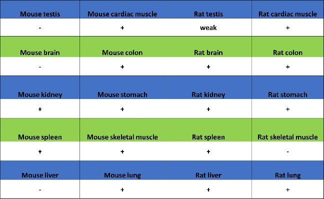 Histone H3 (acetyl K4) Recombinant Rabbit mAb (S-848-137)