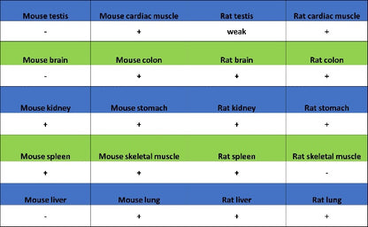 Histone H3 (acetyl K4) Recombinant Rabbit mAb (S-848-137)