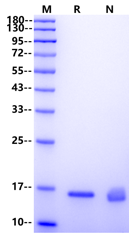 IL-10 Protein, Mouse