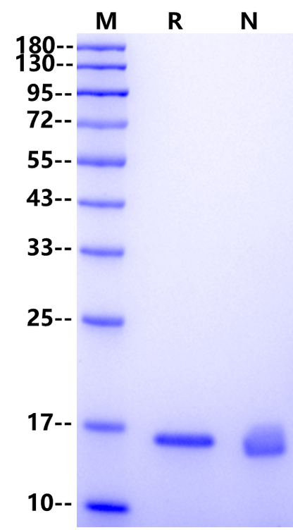 IL-10 Protein, Mouse