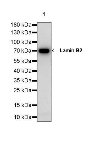 S-RMab®Lamin B2 Recombinant Rabbit mAb (S-951-70)