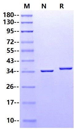 PNGase F(Glycerol-free)
