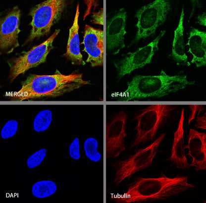 elF4A1 Rabbit Polyclonal Antibody
