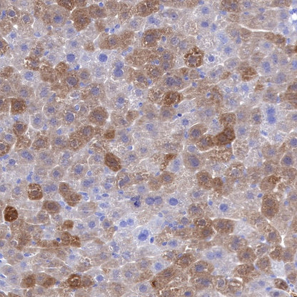 S-RMab® GST-π Recombinant Rabbit mAb (SDT-561-78)