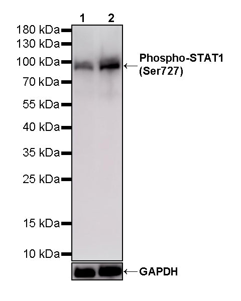 Phospho-STAT1 (Ser727) Recombinant Rabbit mAb