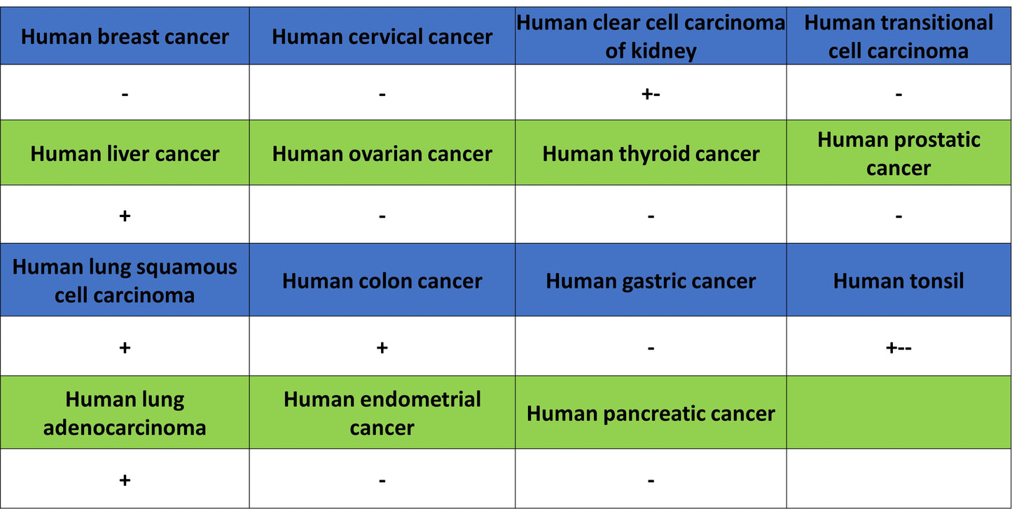 COX2 / Cyclooxygenase Recombinant Rabbit mAb (S-5952)