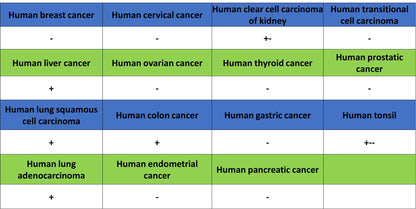 COX2 / Cyclooxygenase Recombinant Rabbit mAb (S-5952)