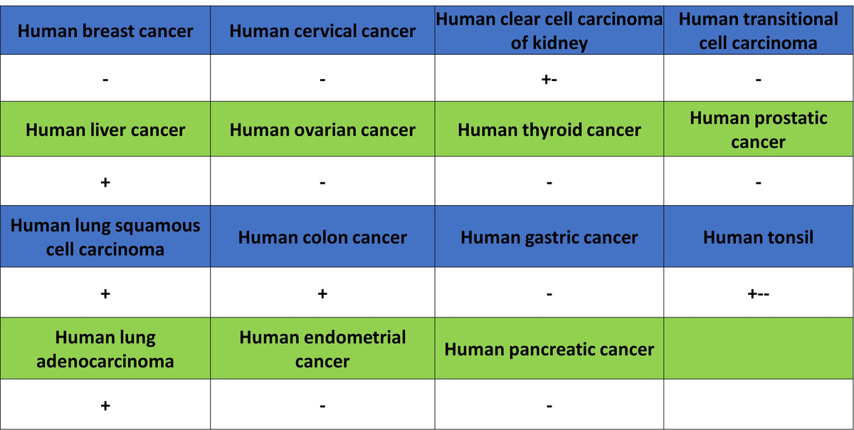 COX2/Cyclooxygenase-2 Recombinant Rabbit mAb (S-5952)