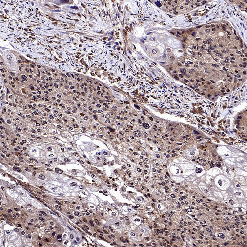 NF-κB p105/p50 Recombinant Rabbit mAb (S-3354)