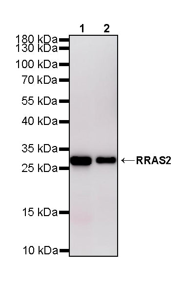 RRAS2 Recombinant Rabbit mAb (S-4292-21)