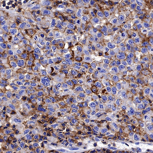 CD50 Recombinant Rabbit mAb (S-666-37)