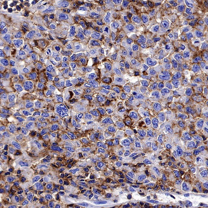 CD50 Recombinant Rabbit mAb (S-666-37)