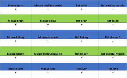 YWHAH/14-3-3 eta Recombinant Rabbit mAb (S-1327-22)