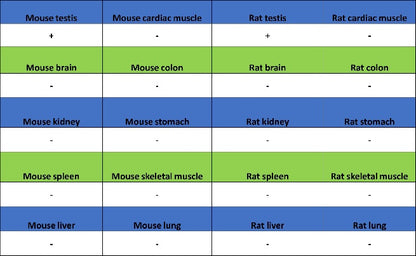 S-RMab® DAZL Recombinant Rabbit mAb (S-1588-3)