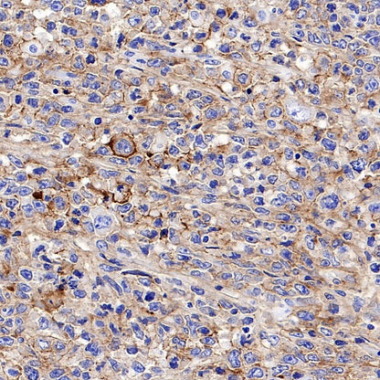 CD37 Recombinant Rabbit mAb (S-1662-61)
