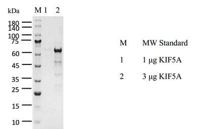 KIF5A Protein