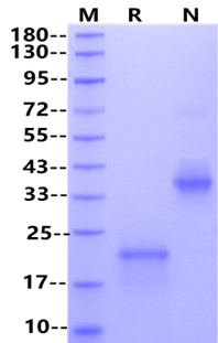 VEGF 164 Protein, Mouse