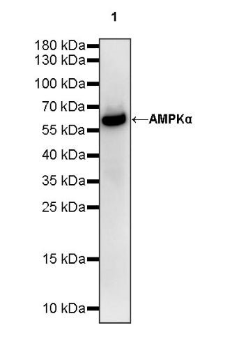 AMPKα Recombinant Rabbit mAb (S-784-68)