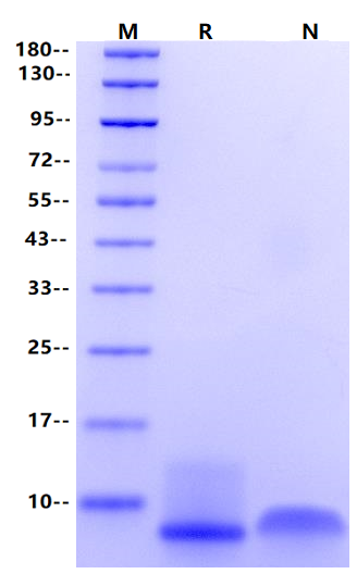 NRG1/Heregulin-β1 Protein, Human