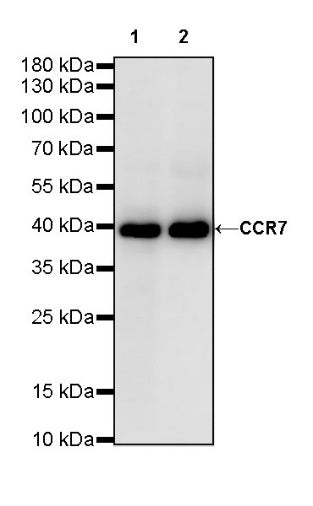 CCR7 Recombinant Rabbit mAb (S-R333)