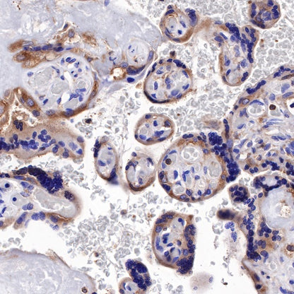 PI3 Kinase p85α Recombinant Rabbit mAb (S-328-24)