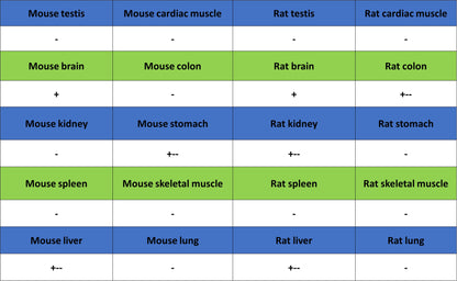 BAP1 Recombinant Rabbit mAb (S-6199)