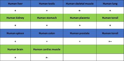 Human Cytoplasmic Marker Recombinant Mouse mAb (SDT-2921)