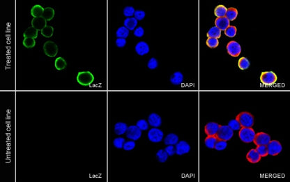 LacZ Recombinant Rabbit mAb (S-1626-44)
