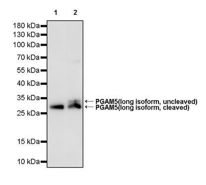 PGAM5 Recombinant Rabbit mAb (S-3980-76)