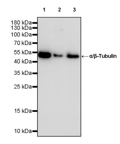 α/β-Tubulin Antibody Rabbit Polyclonal Antibody