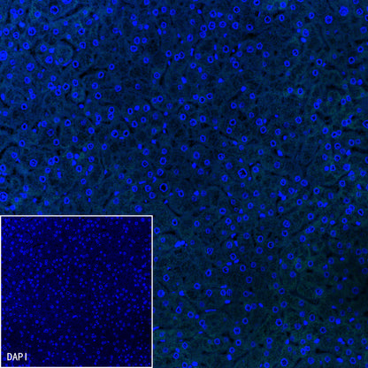 Glypican-3 Recombinant Rabbit mAb,PBS Only (SDT-R032)