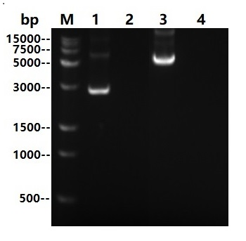 Ultra Nuclease (Tag free)