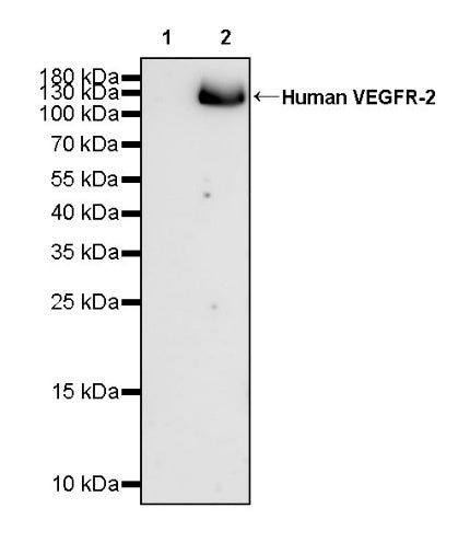 Anti-Human VEGFR-2 Monoclonal Antibody (Ramucirumab)