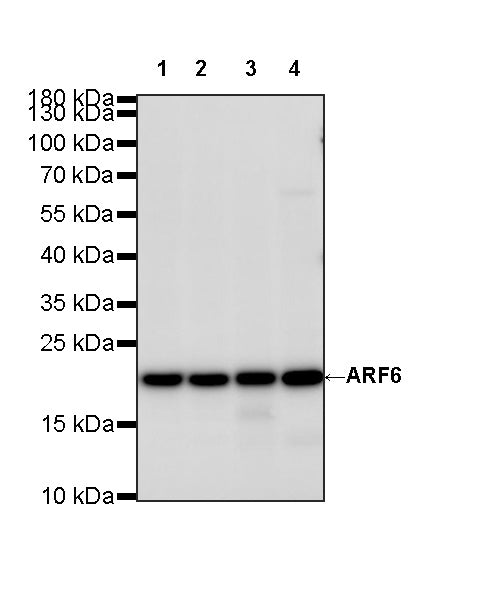 ARF6 Recombinant Rabbit mAb (S-4283-62)