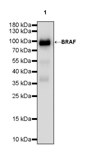 BRAF Recombinant Rabbit mAb (S-1328-60)
