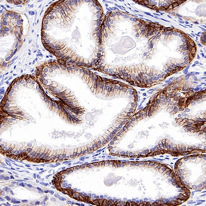 CD44v6 Mouse mAb (S-945-76)