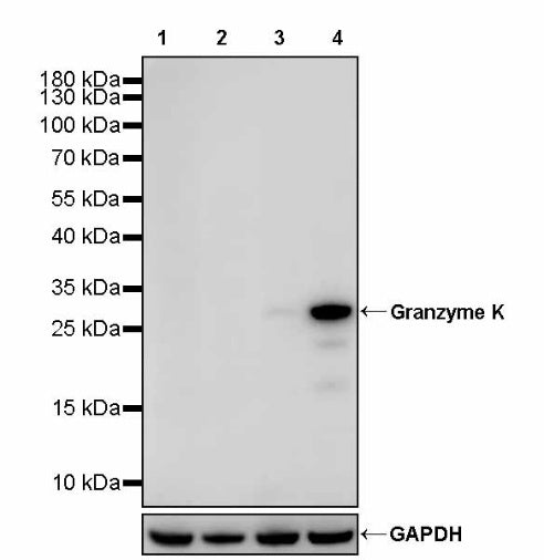 Granzyme K Recombinant Rabbit mAb (S-2665-22)