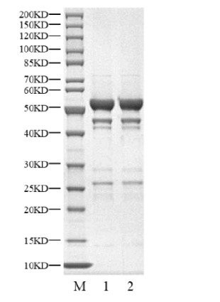USP9X Protein