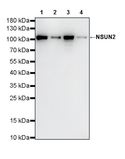 NSUN2 Mouse mAb